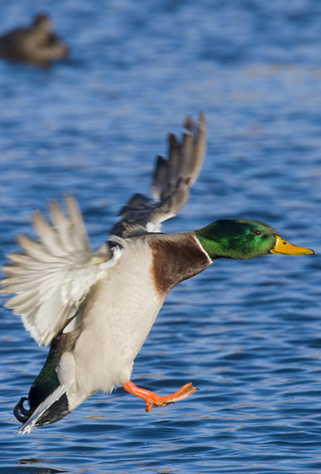 Duck Landing - Florida Duck Hunting